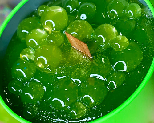 "OTHER SWAMP MEGA" EXCLUSIVE 3D GEL CANDLE GOING BANANAS!